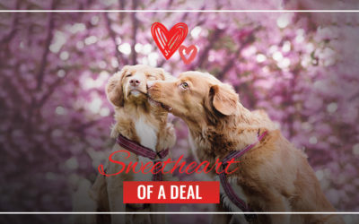 Celebrate Love with a Sweetheart of a deal
